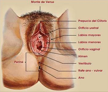 MASAJES VAGINALES PELVICOUTERINOS GINECOLOGICOS Y TANTRICOS