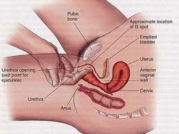 MASAJES VAGINALES PELVICOUTERINOS GINECOLOGICOS Y TANTRICOS